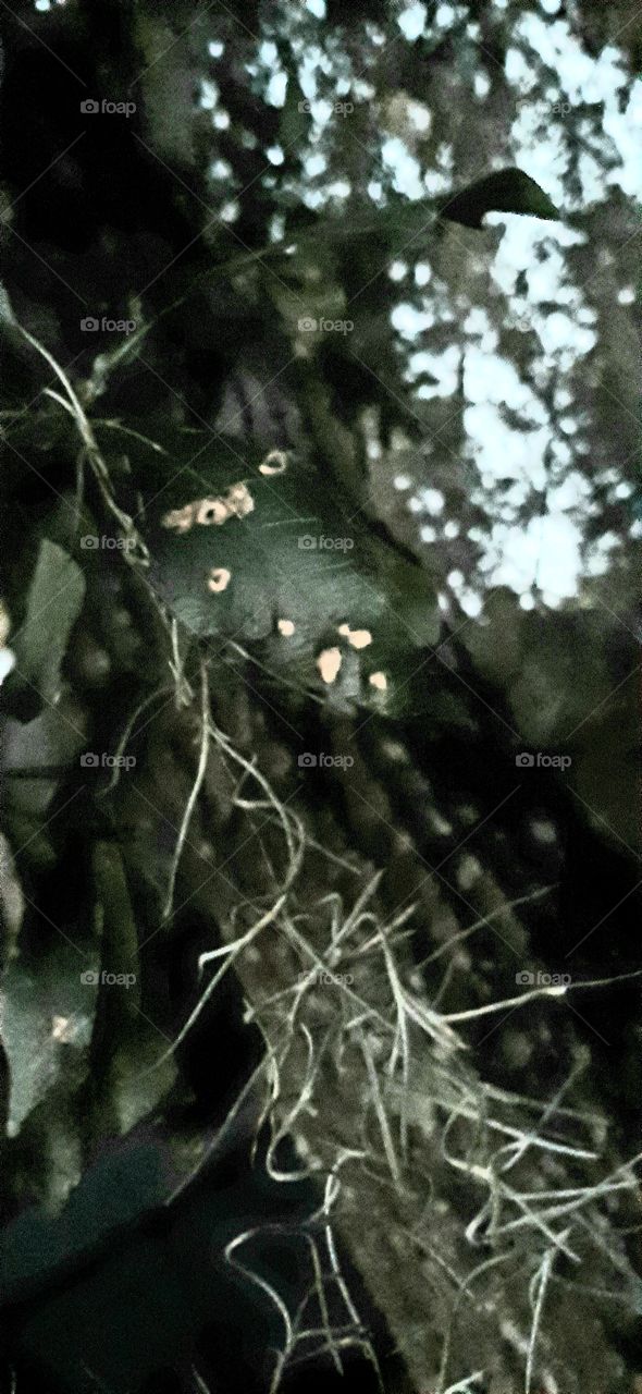 leaves and branch wrapped in Spanish Moss