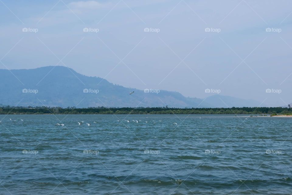 the mountain, sea and seagulls