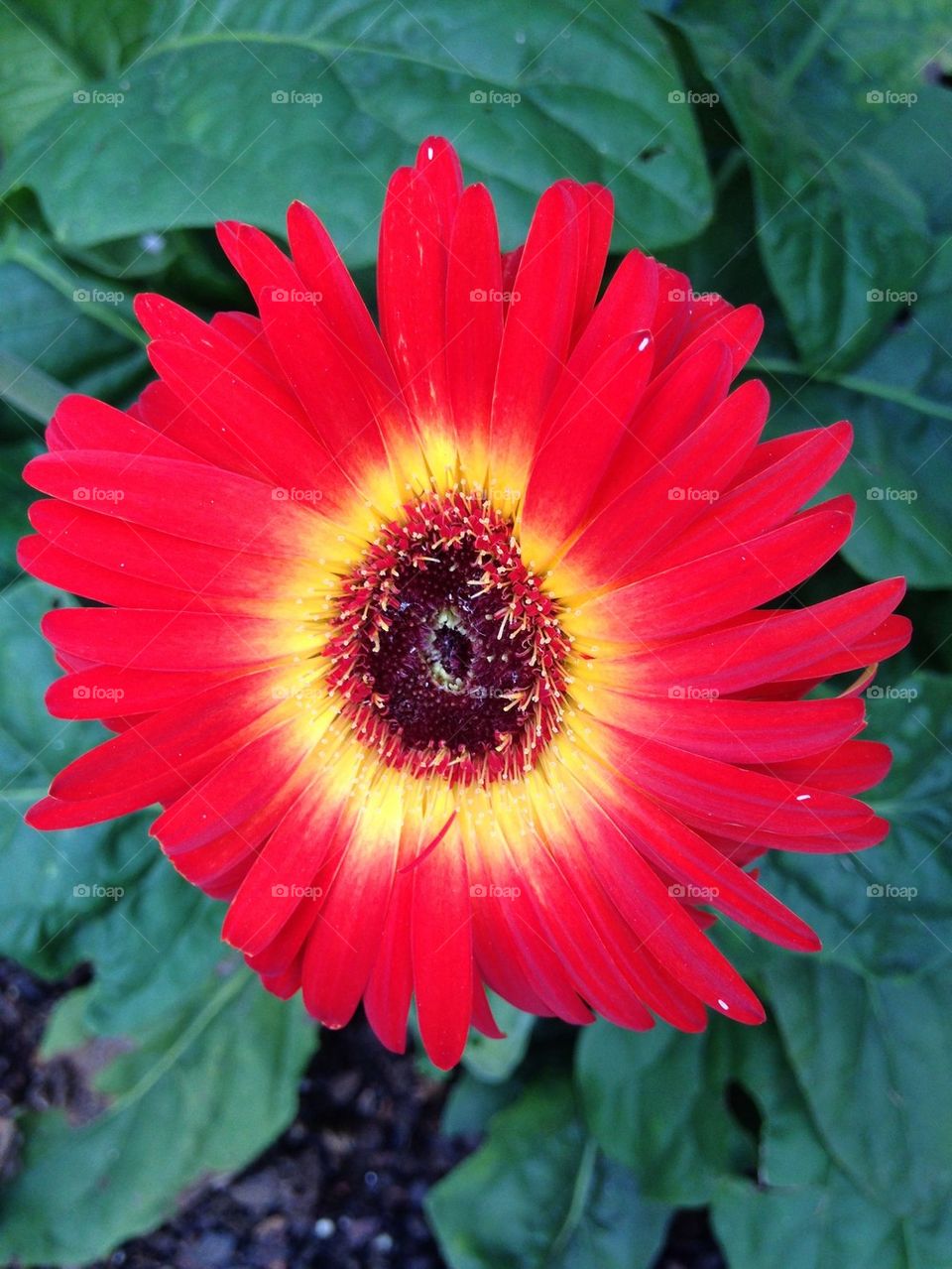 Red Daisy