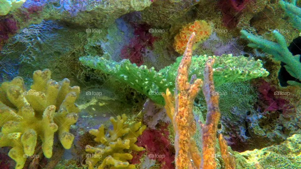 Coral