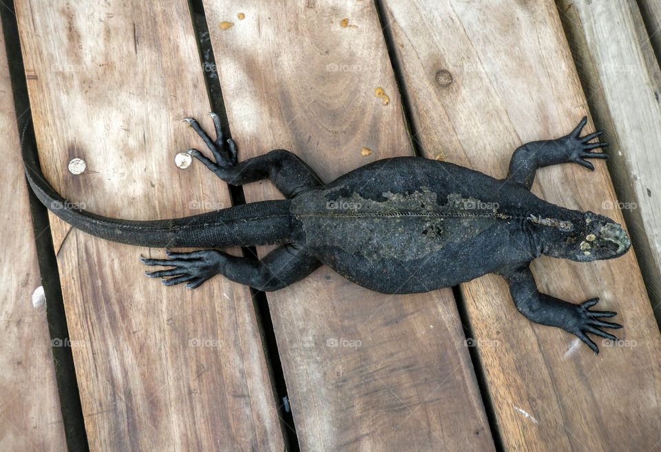 Marine iguana