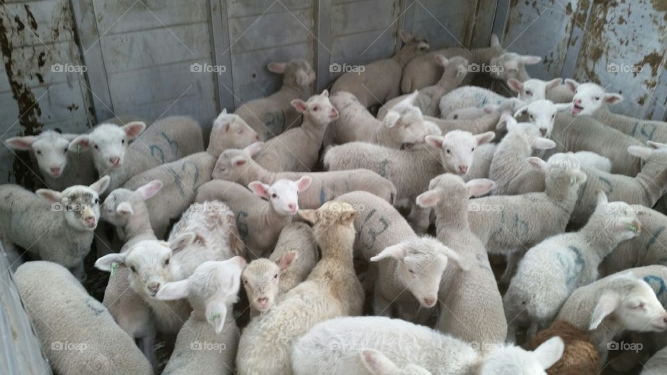 Lambs loaded up