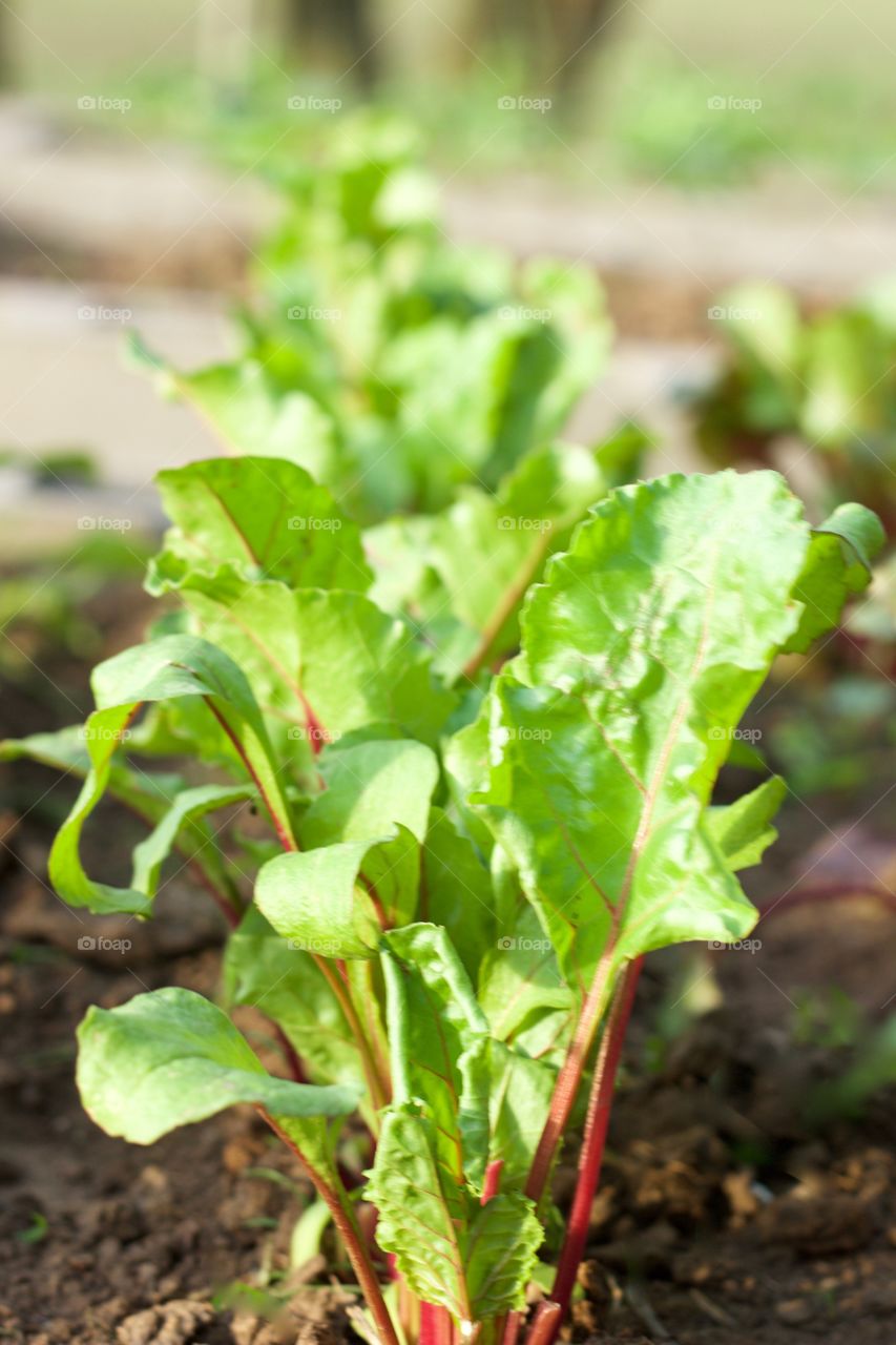 Low-angled view of a row of early beet greens in a raised bed garden in sunlight