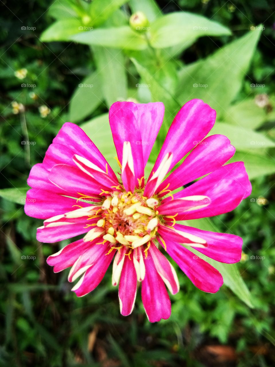 flower
pink
thailand