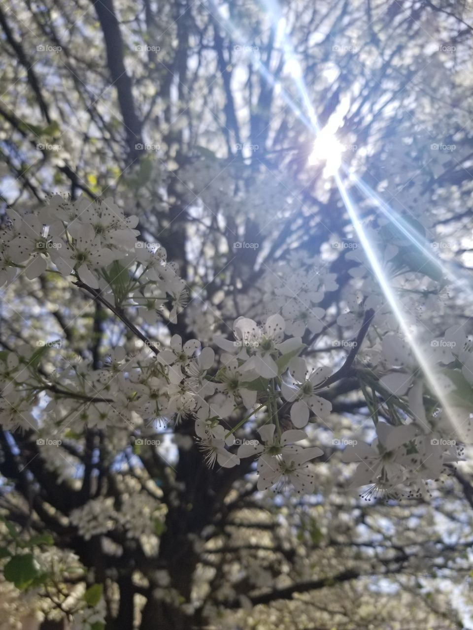 Flowering Tree in Sunlight