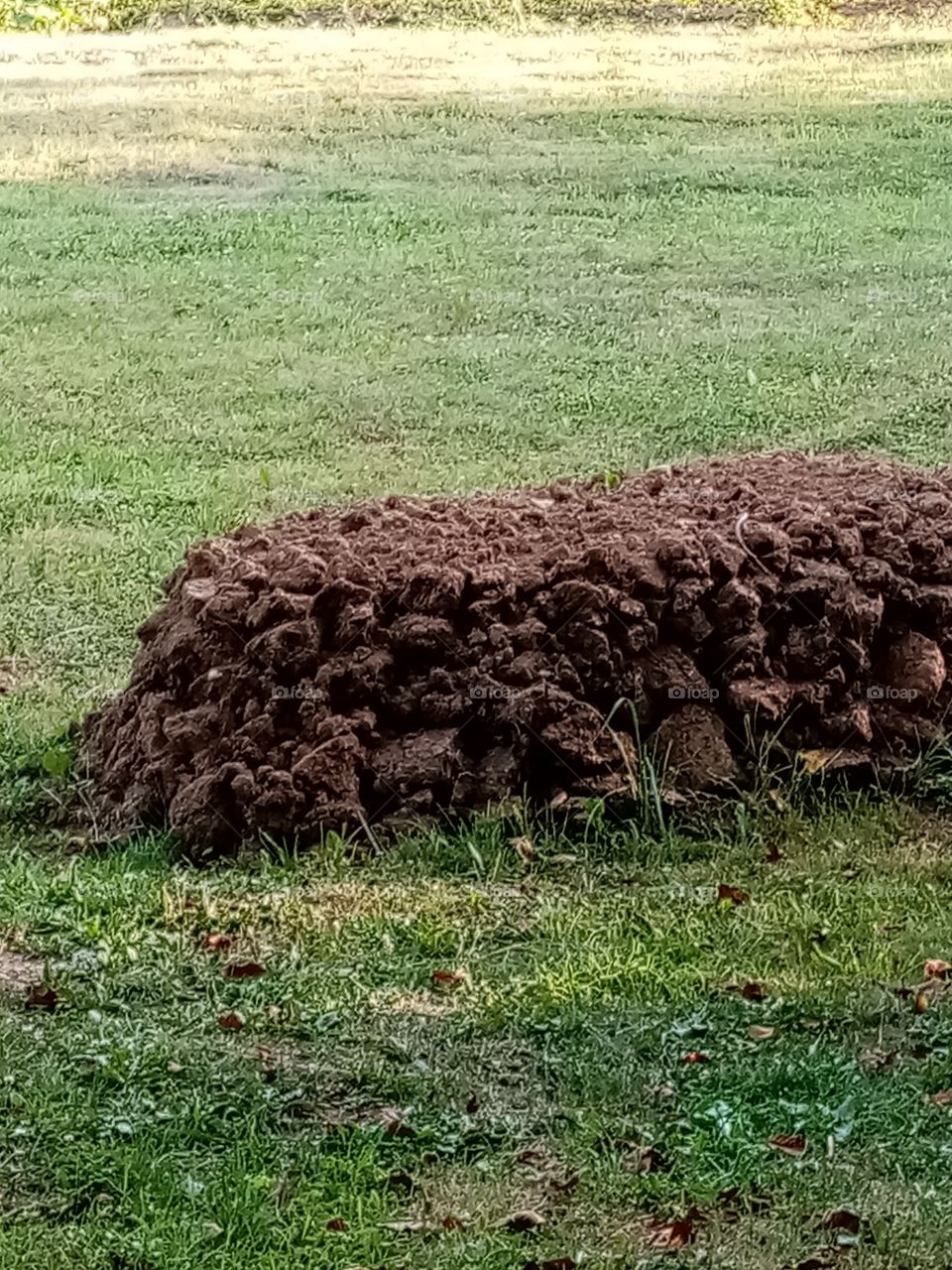 Permacultural garden