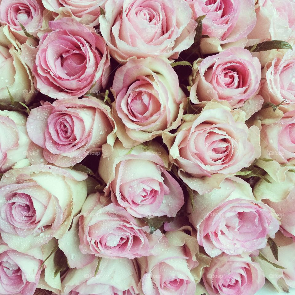 Full frame of pink flowers