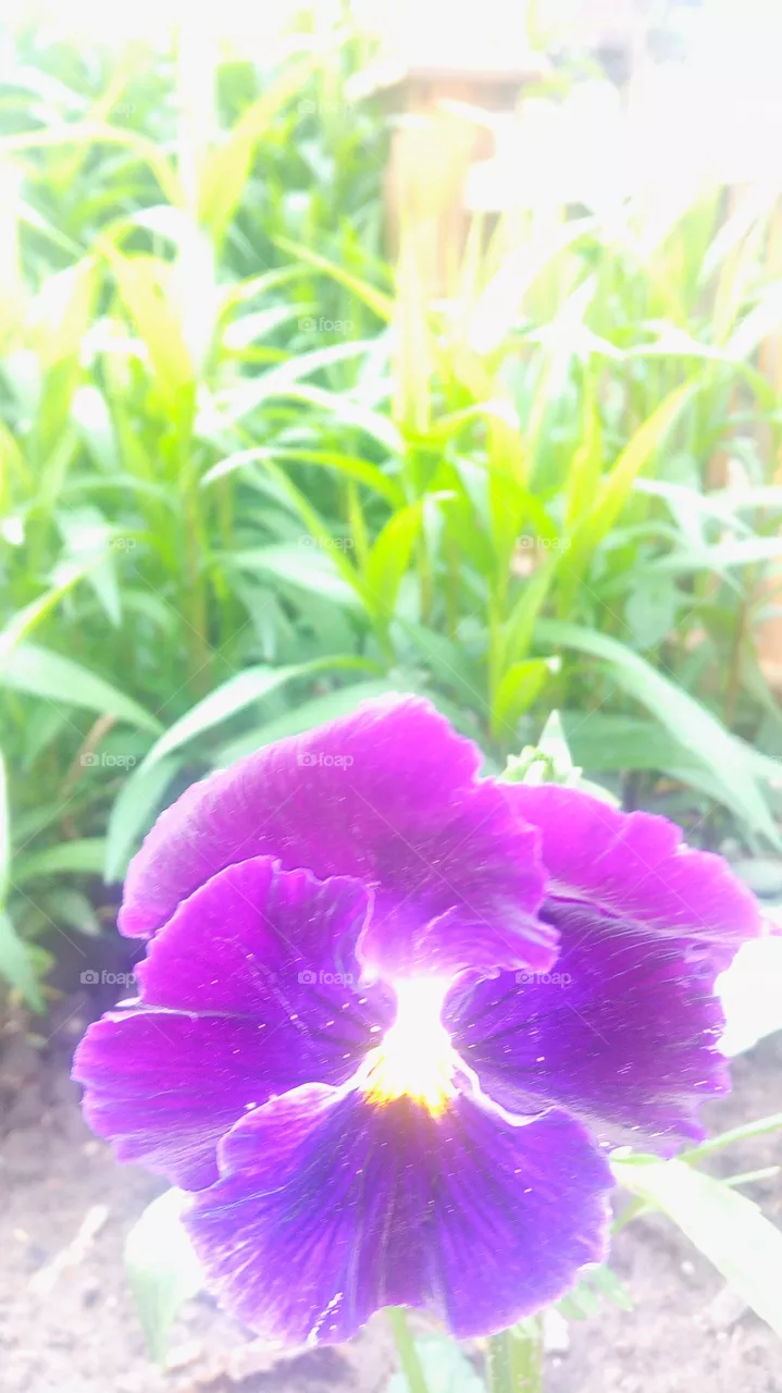 Violet