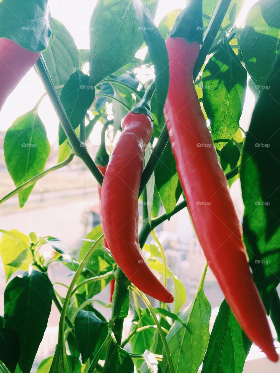 Chili plant with red fruits standing in a window