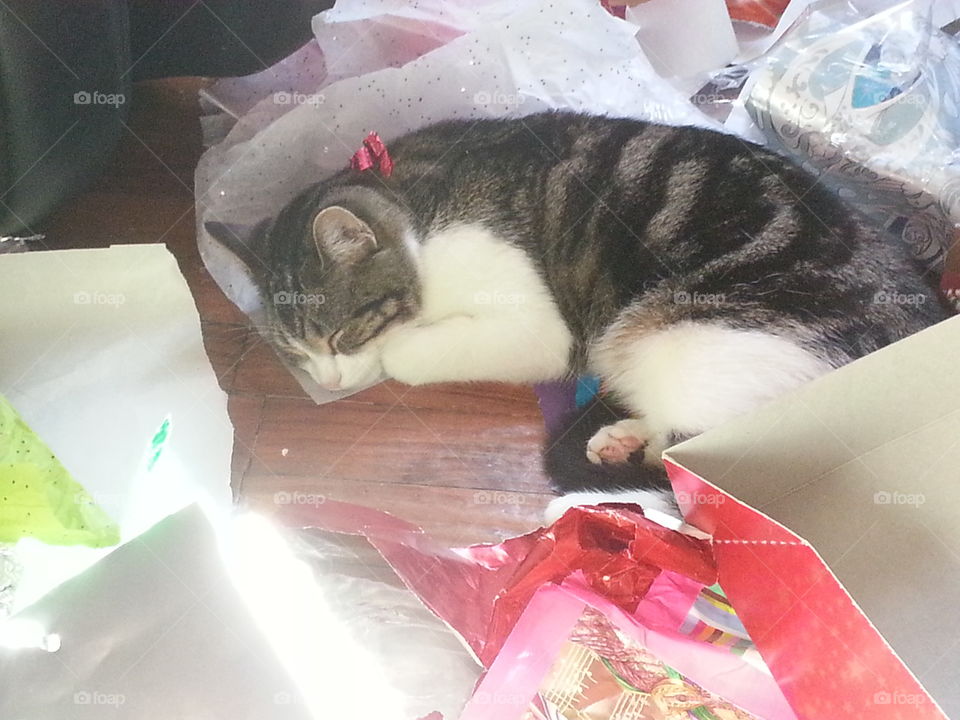 Christmas Cat