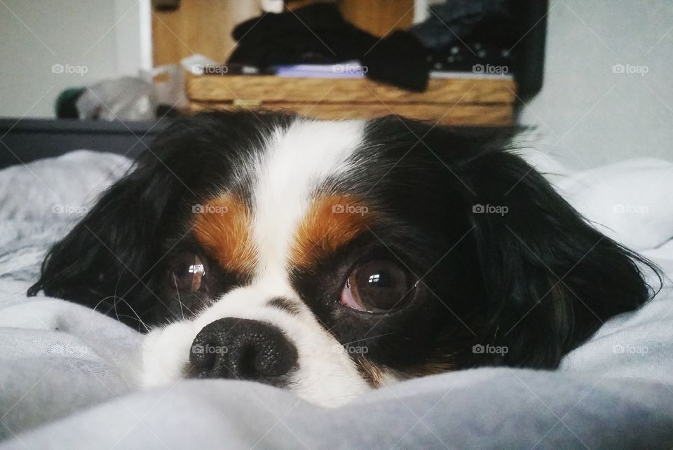 A king Charles cavalier spaniel rests his head and looks out of the window.