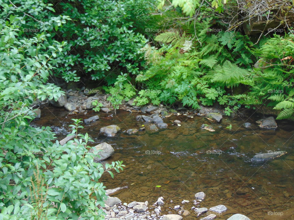 creek- forestry trail