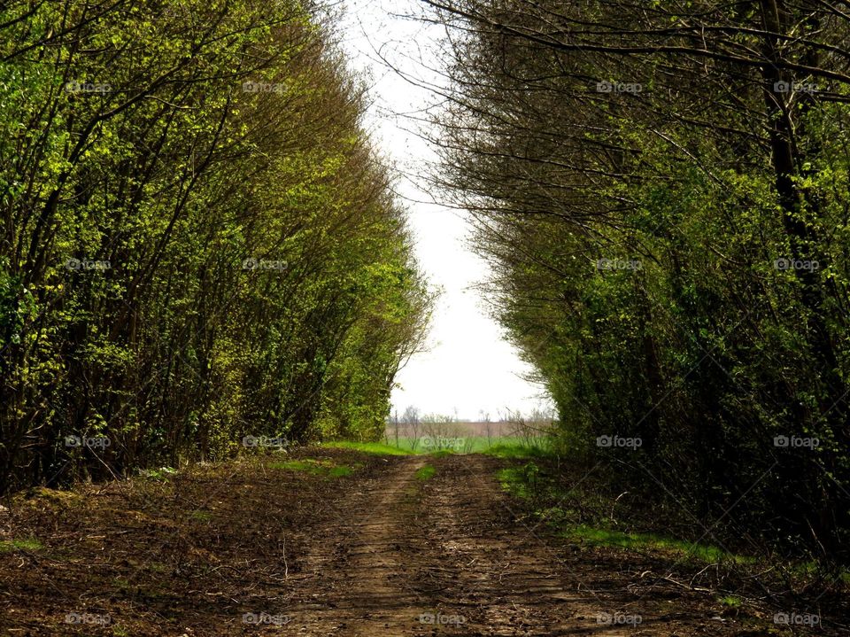 green arch 