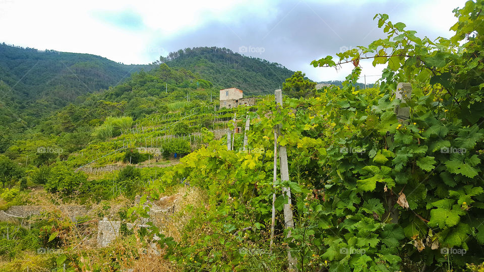 Landscape in Corniglia in Italy