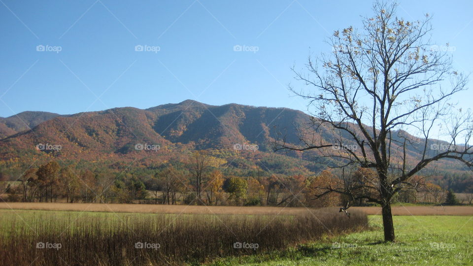 Landscape, No Person, Tree, Outdoors, Nature
