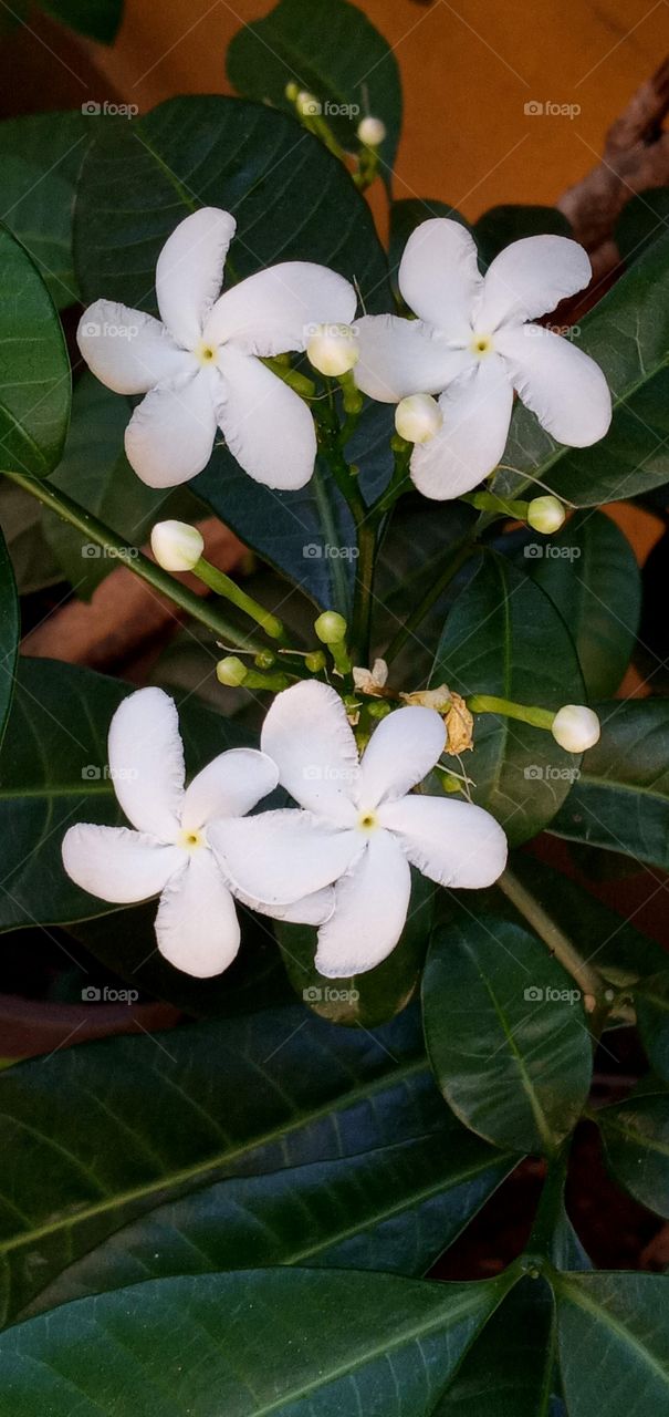 flores cinco pétalas