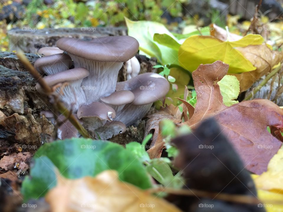 allison wonderland 
mushrooms
fungi
intriguing