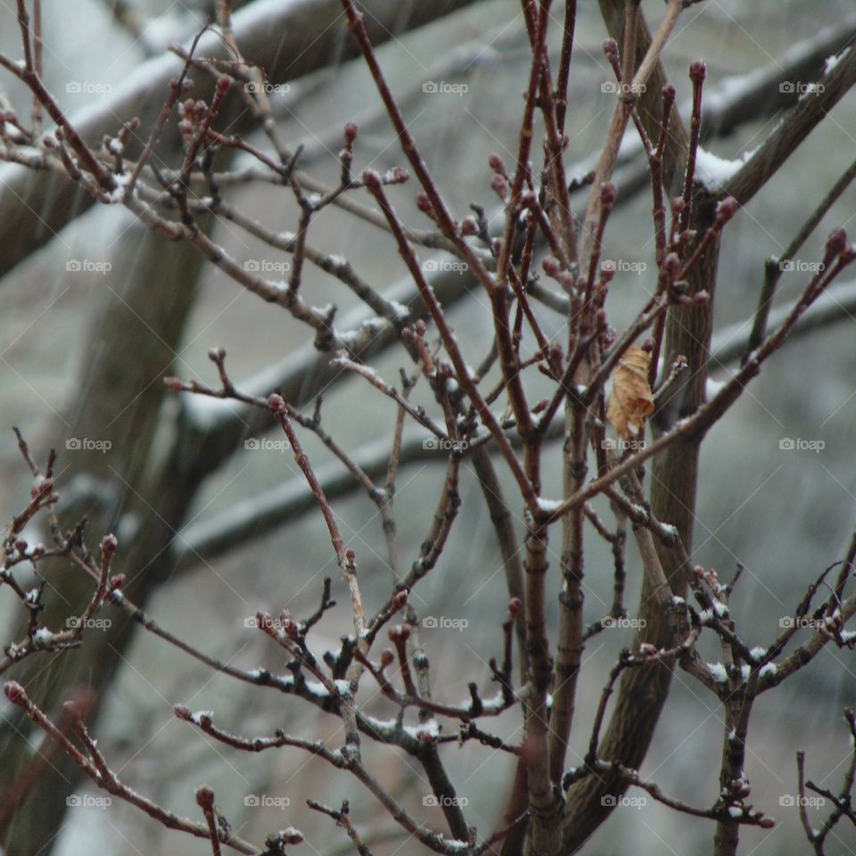 Tree, Winter, Branch, Nature, Bird