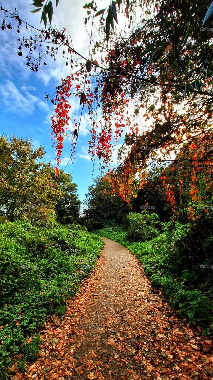 Footpath strewn with autumnal coloured leaves edged with bright green grass with a vivid red creeper hanging down in the foreground