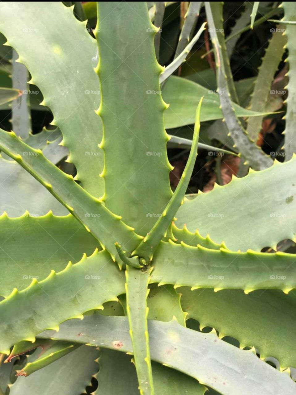 Aloe Vera