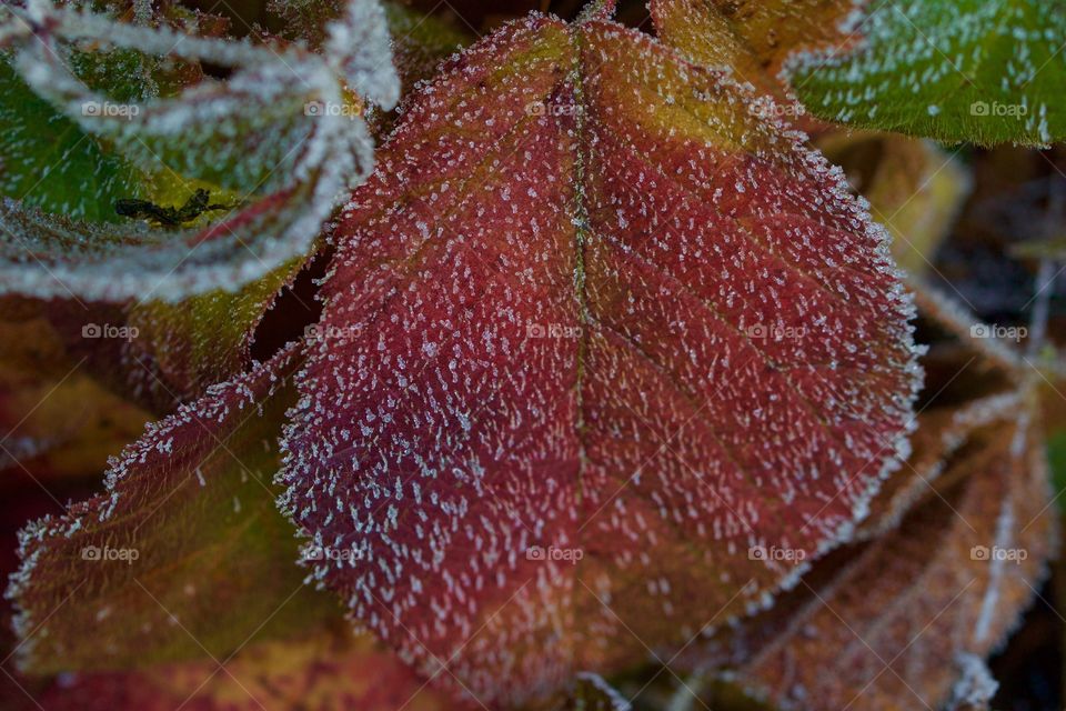 Frosty Leaves