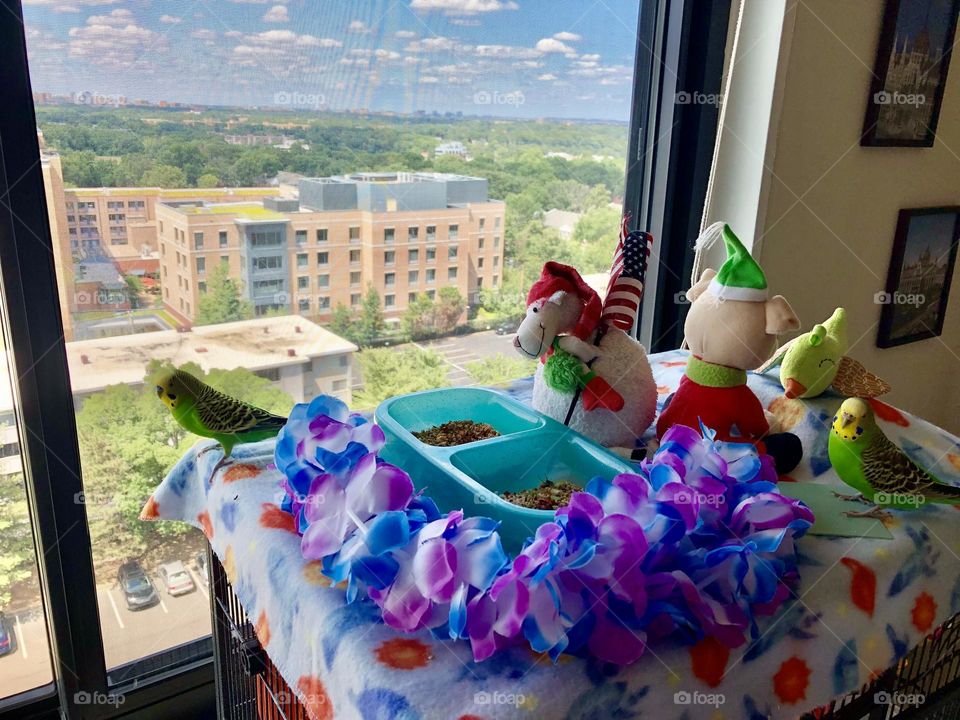 Birds on top of their bird cage / lovely view 