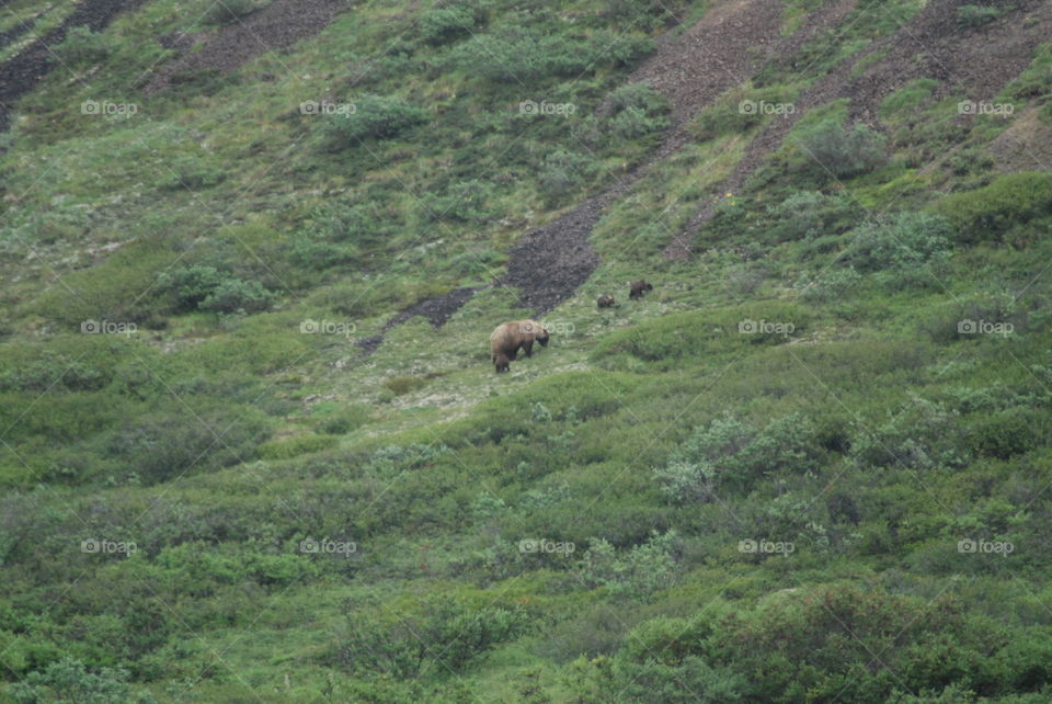 Momma grizzly with 3 cubs