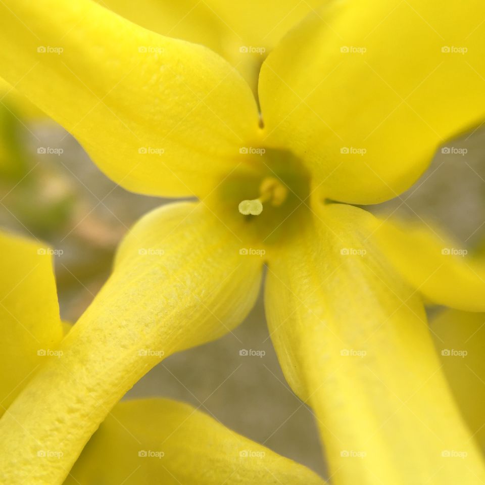 Flower . Yellow flower closeup