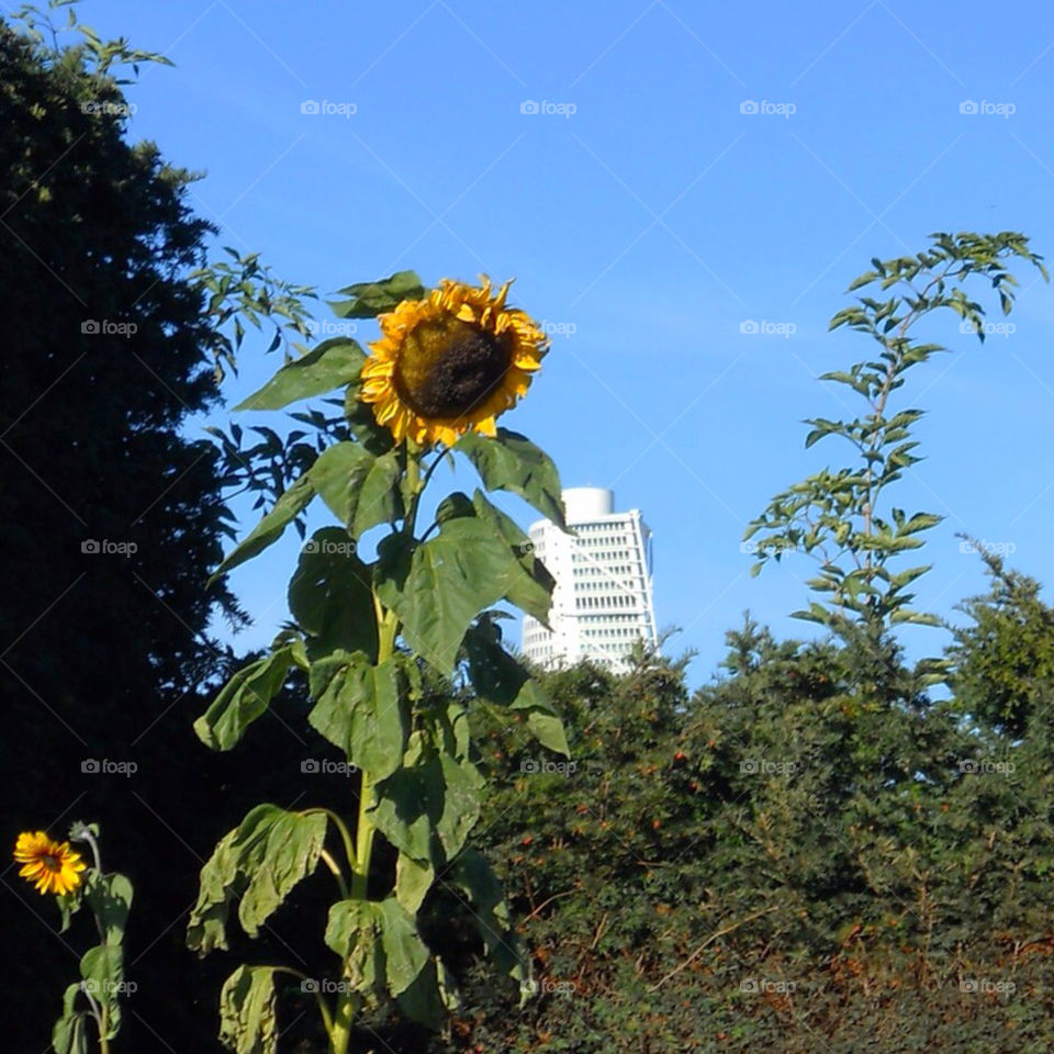 Turning torso och solros