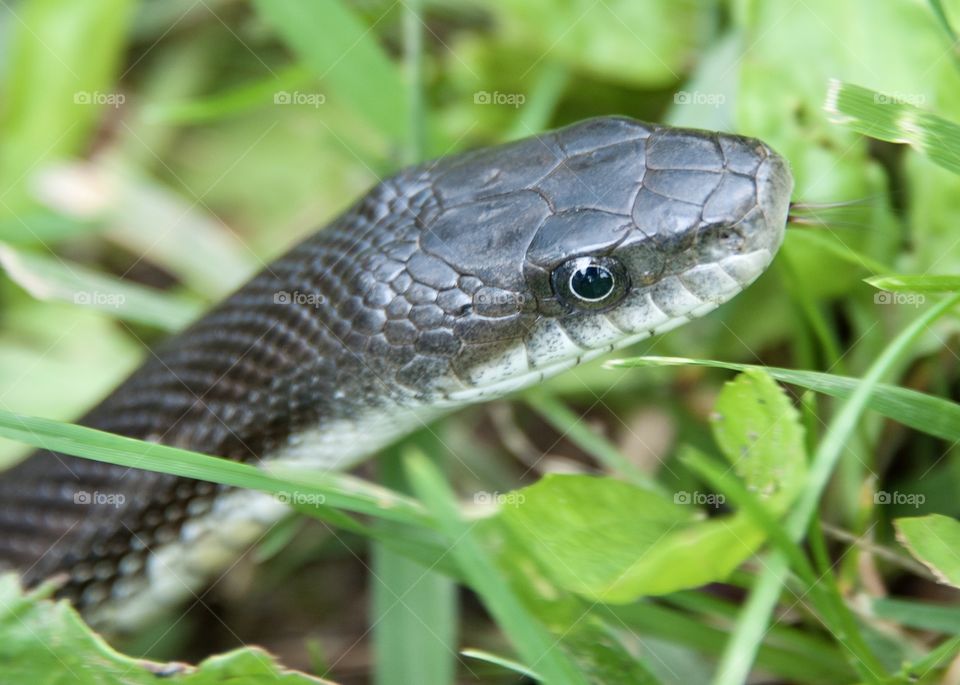 Black snake peeking it’s head out from the grass 