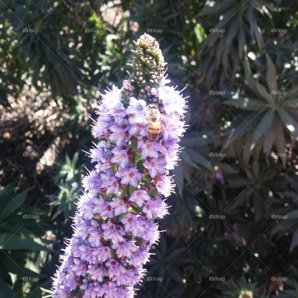 honey bees on flower