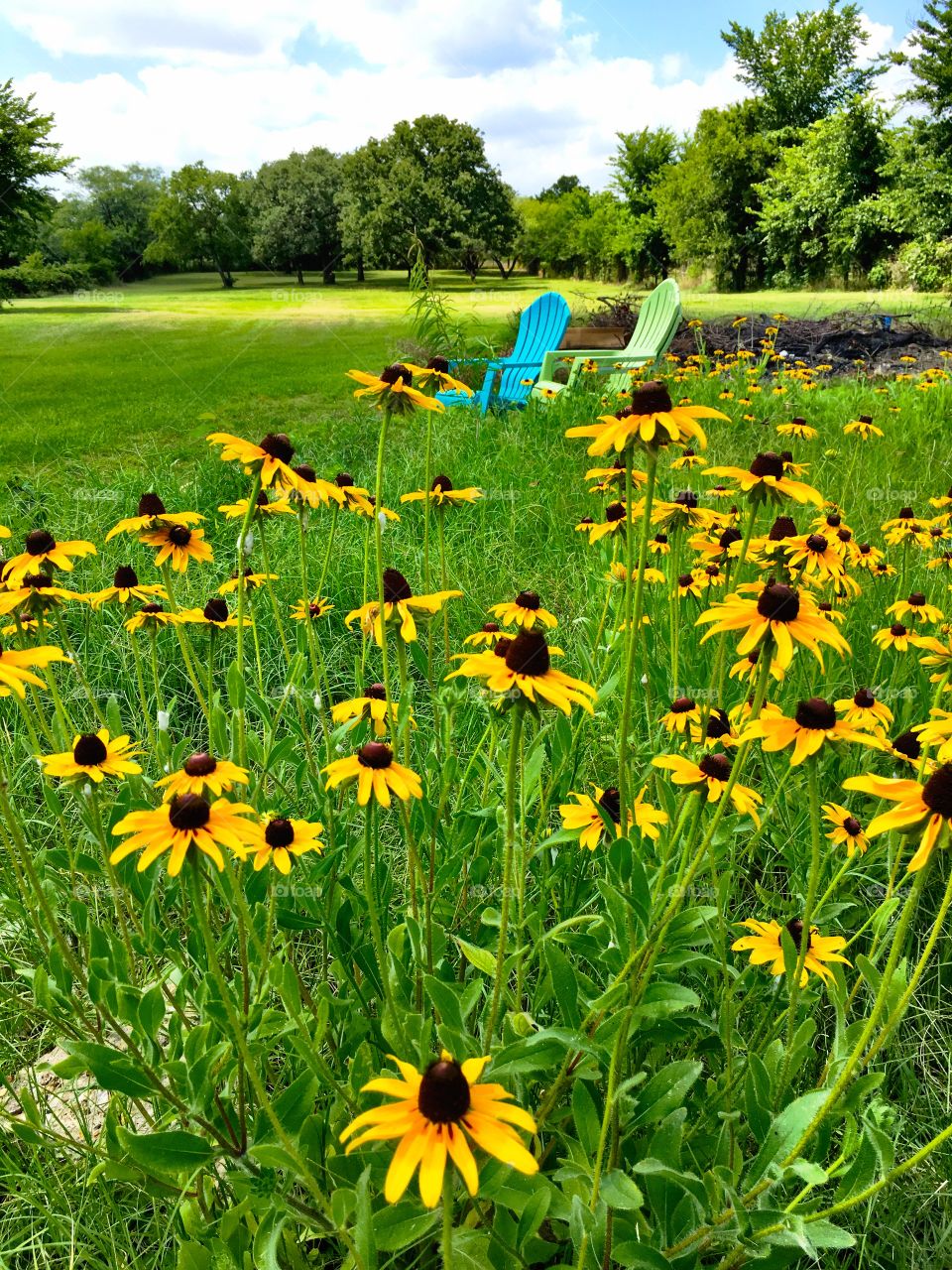 Bright yellow sunflowers growing in front of colorful lawn chairs with a field and oak trees in the background 