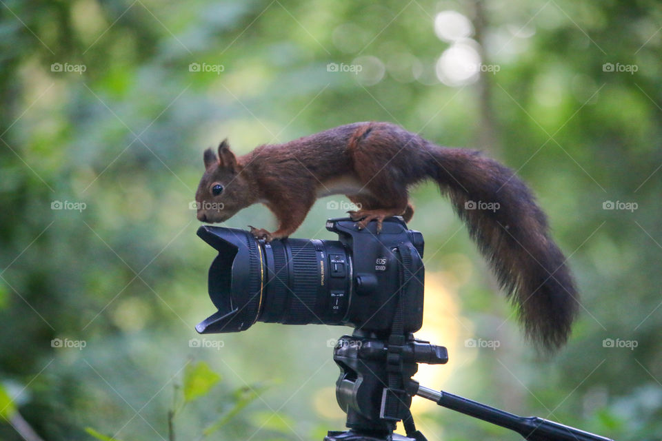 Red squirrel on a camera