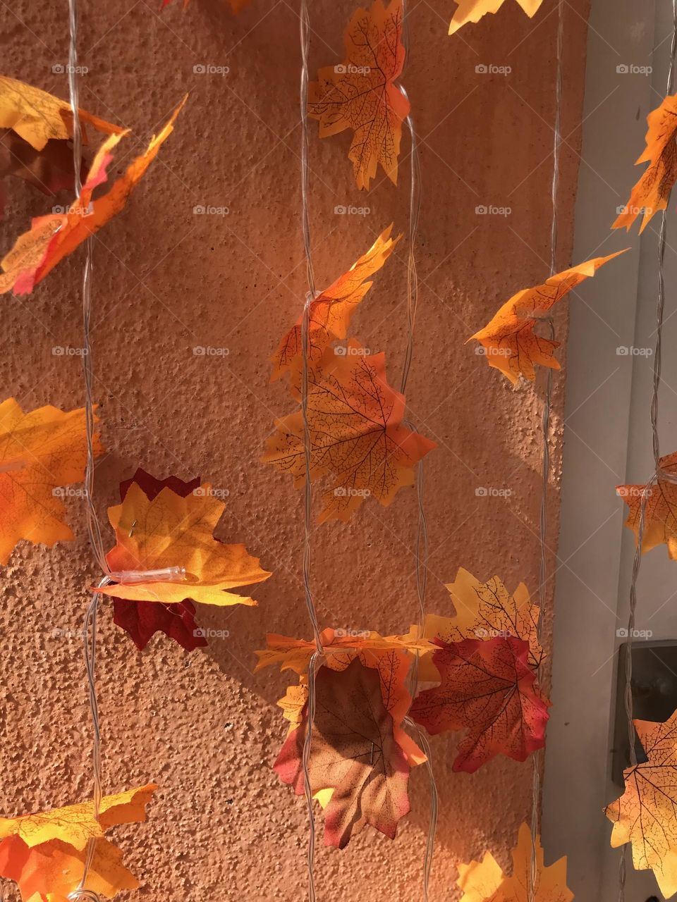 autumn time, autumn colors, falling leaves