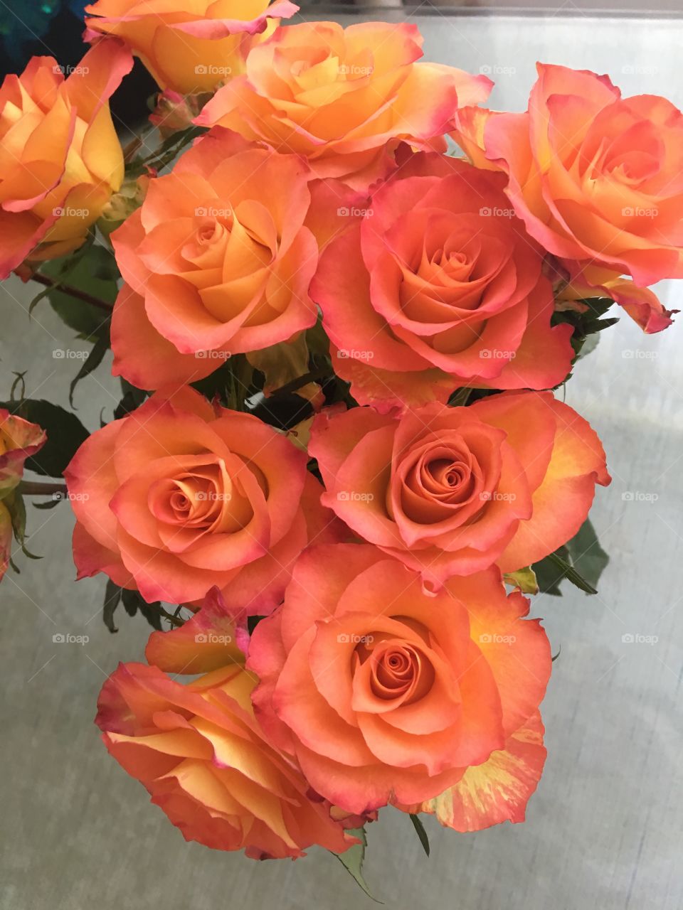 Shaded orange roses