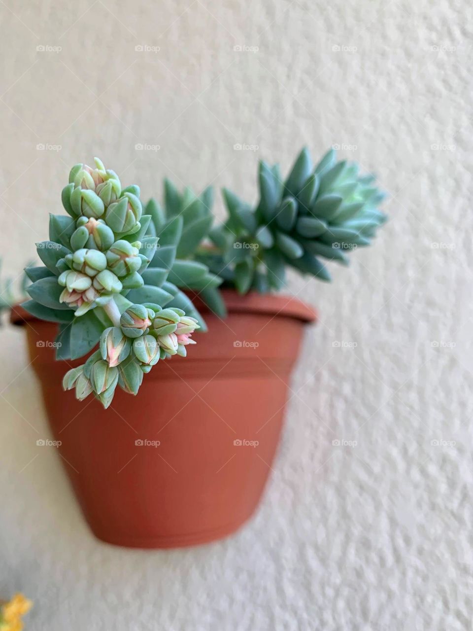 Potted plant on the wall