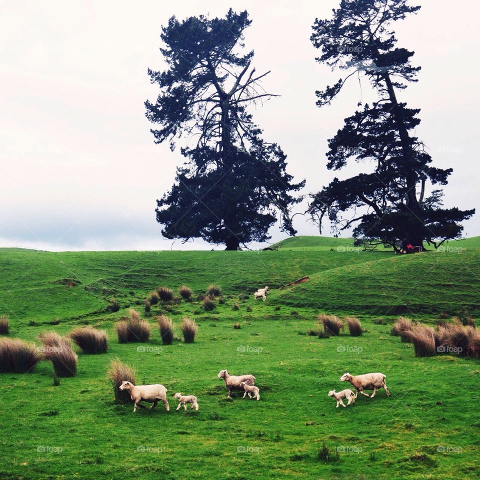 Sheep Family