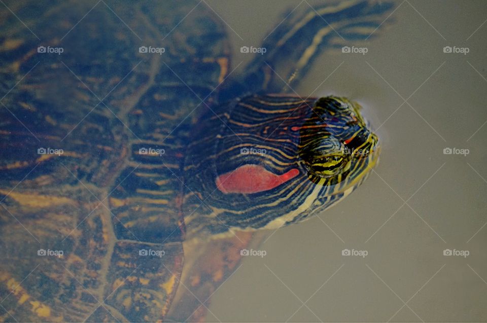 A Red-eared slider floating in a local pond. 