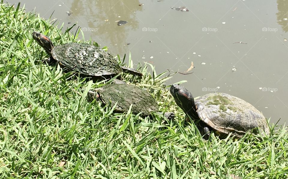 Three turtles 