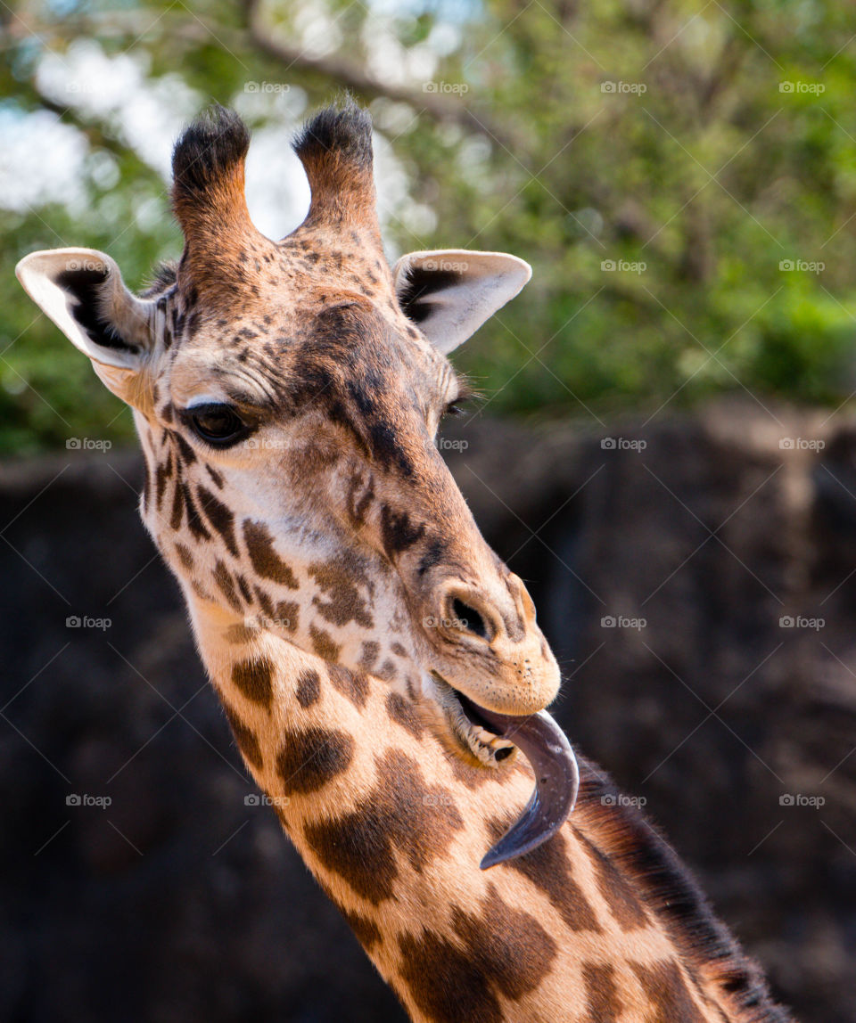 Giraffe Tongue
