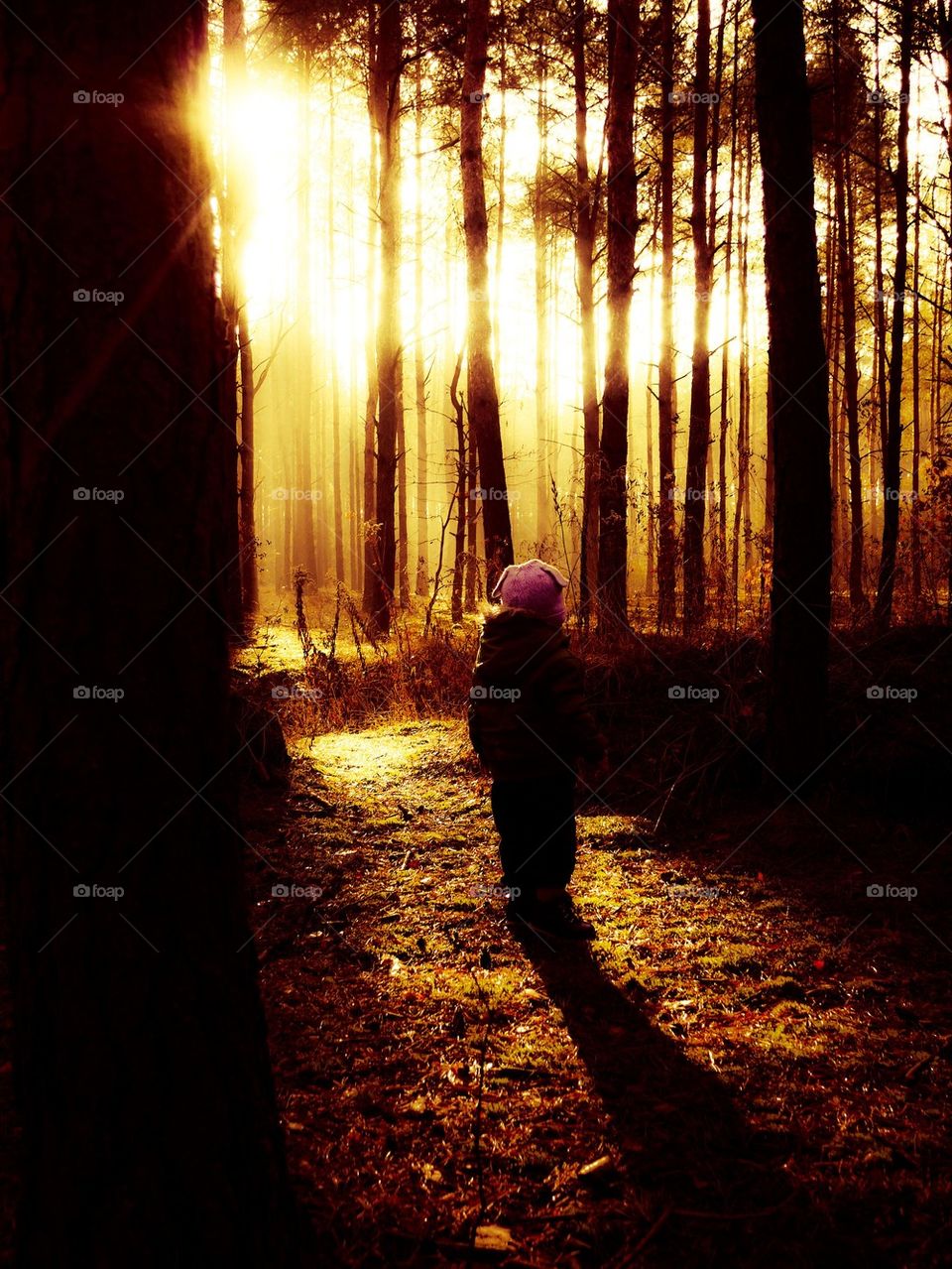 A little boy in forest during sunset