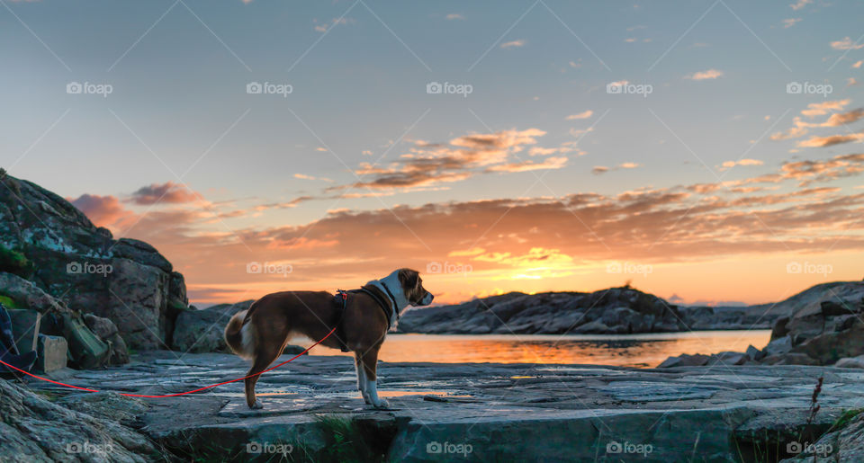 Sunset Dog