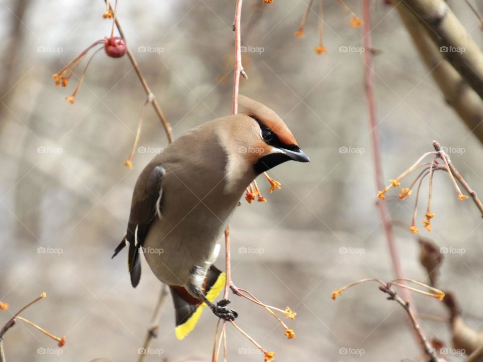 свиристель
