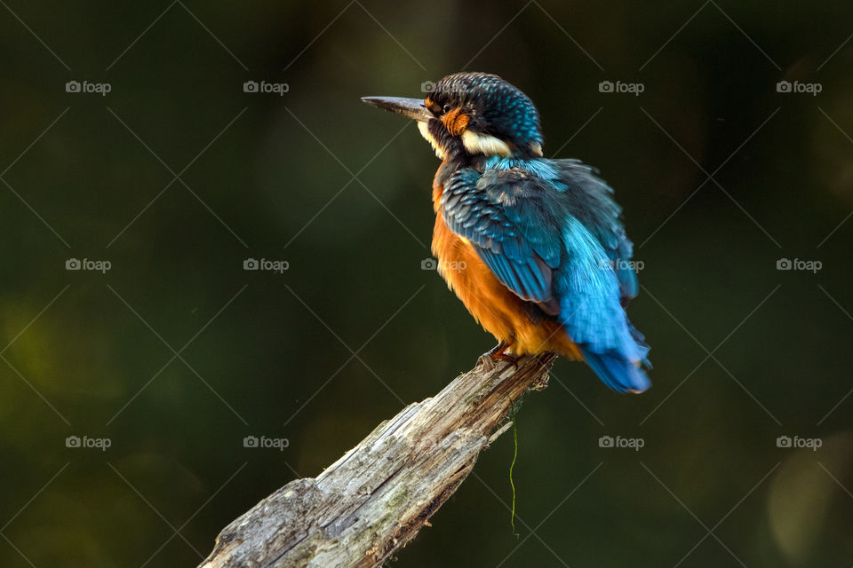Kingfisher (Alcedo atthis).