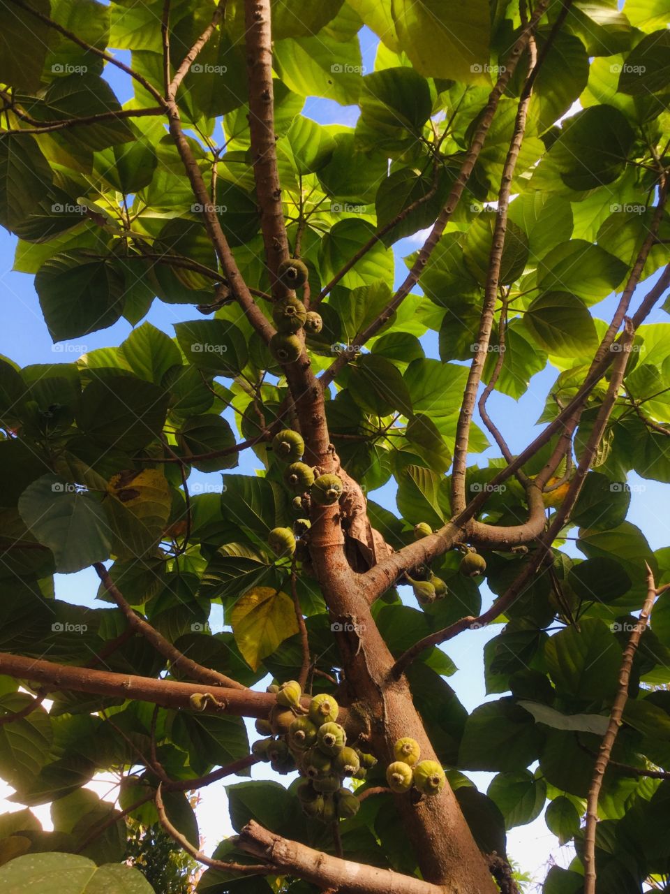 Fig tree 