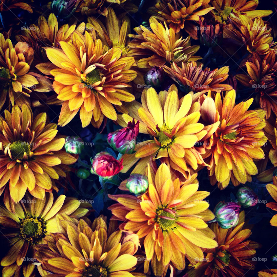 flowers autumn mums fall flowers by edrebbweb