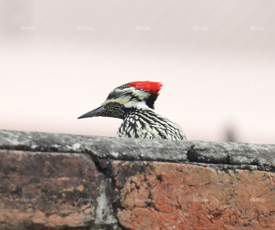 woodpecker