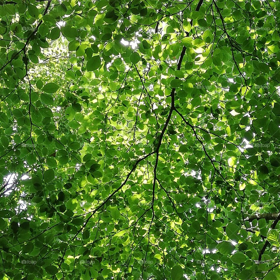 Looking straight up underneath the green leaves of a tree with lots of sun light on it. Busy picture as leaves of different shades of green fill the frame with some tree branches showing