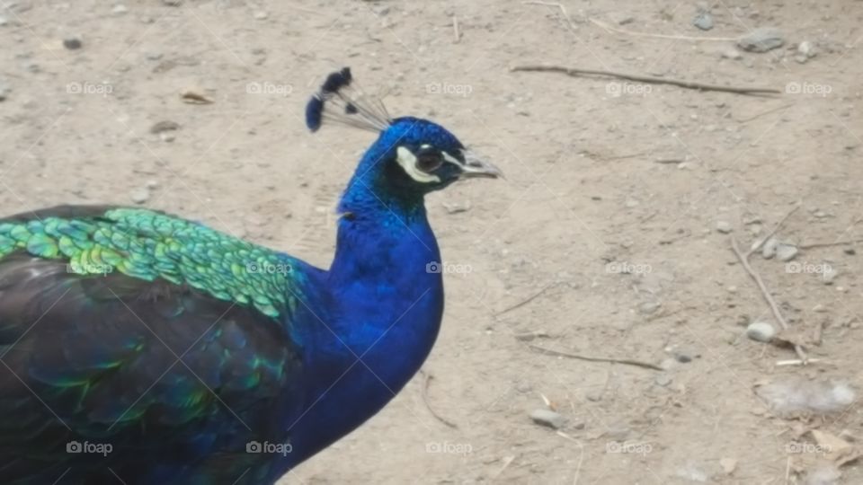 peacock