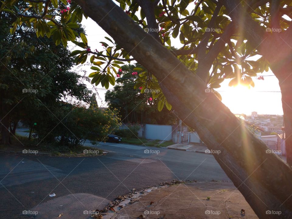 The sun shines on the trunk